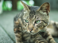 July recap: Sonarworks, VisionLabs, Madberry, SmartCat